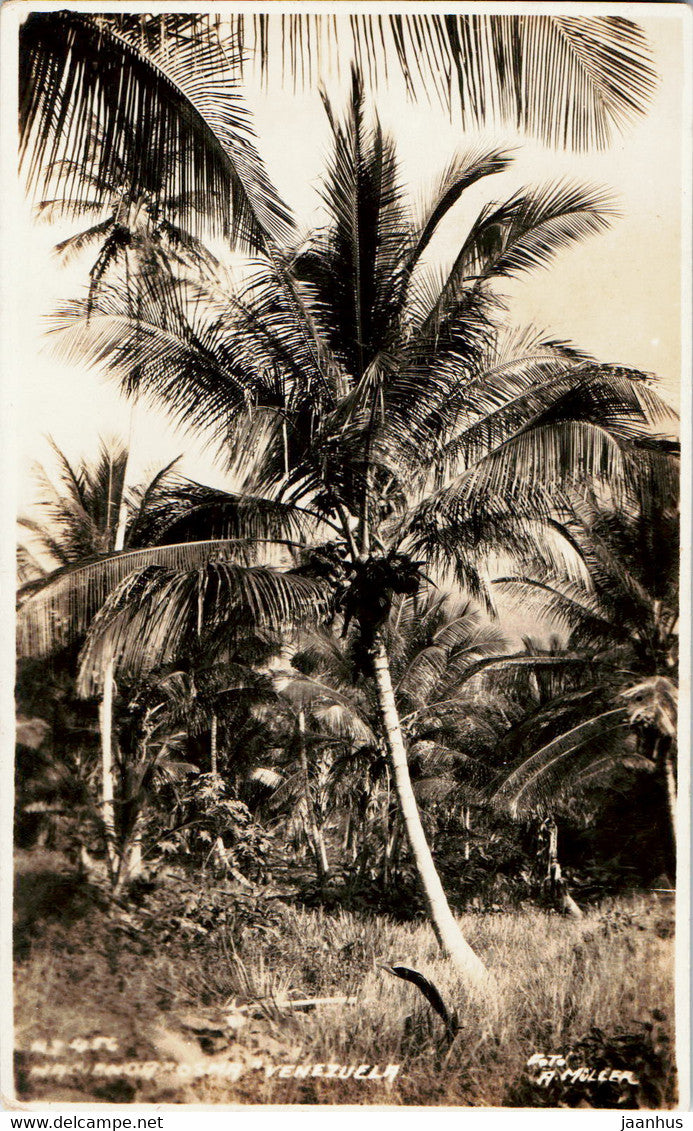 Palm tree - nature - old postcard - 1927 - Venezuela - used - JH Postcards