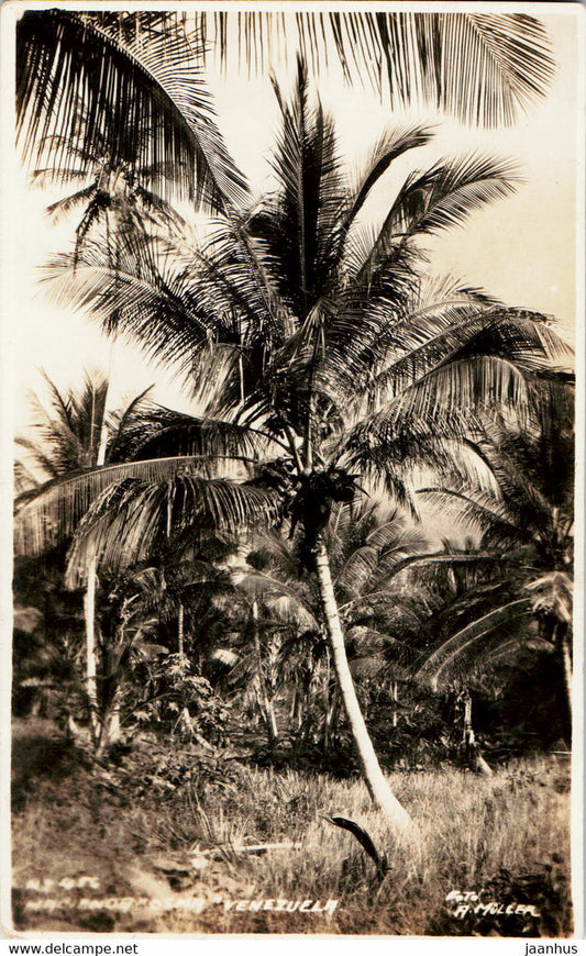 Palm tree - nature - old postcard - 1927 - Venezuela - used - JH Postcards