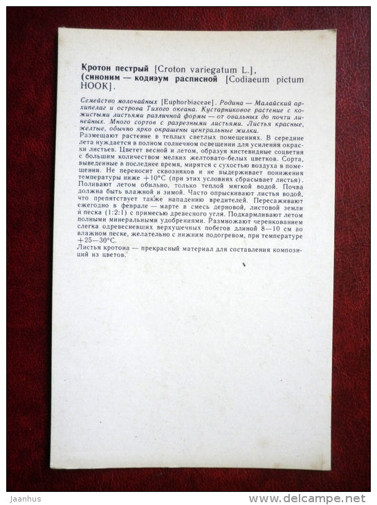 Decorative Deciduous Plants - Floridata - Croton variegatum - 1986 - Russia USSR - unused - JH Postcards