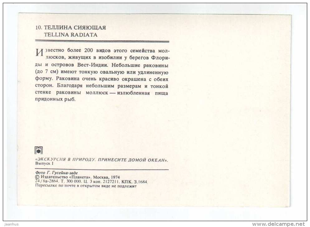 Sunrise Tellin - Tellina radiata - shells - clams - mollusc - 1974 - Russia USSR - unused - JH Postcards