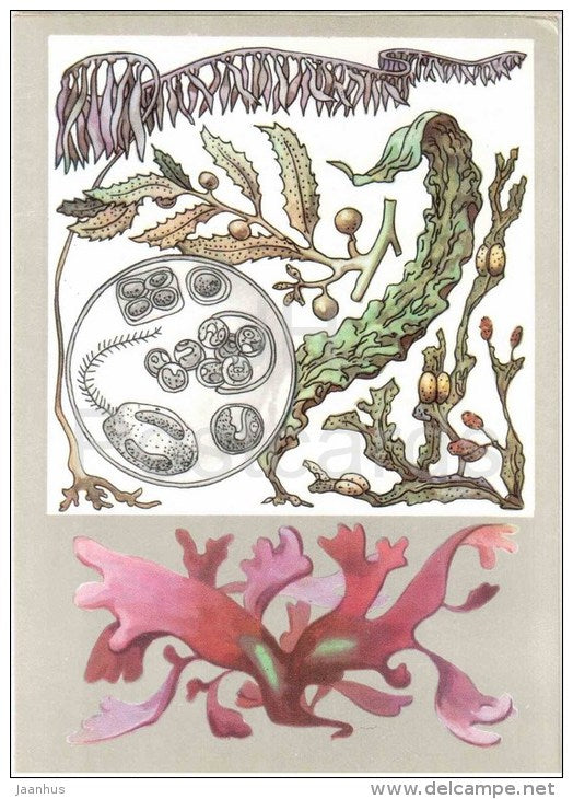 Rhodymenia - fucus - kelp - Macrocystis - Sargassum - algae - seaweed - Amazing Plants - 1976 - Russia USSR - unused - JH Postcards