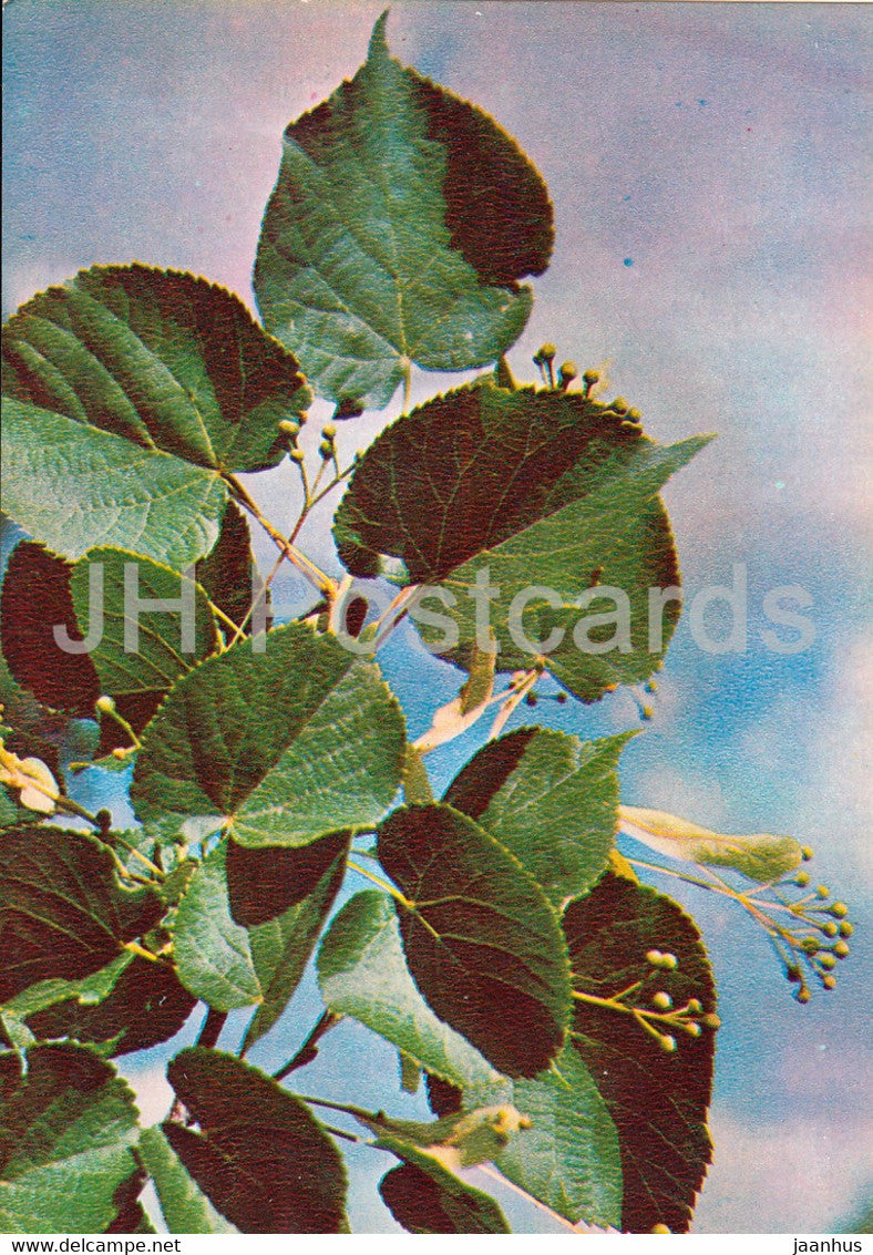 Littleleaf Linden - Tilia cordata - Medicinal Plants - 1981 - Russia USSR - unused - JH Postcards