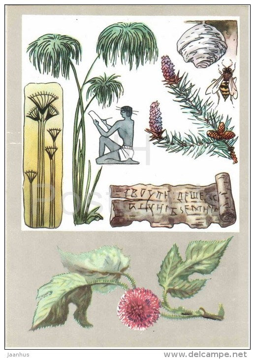 paper mulberry - birch-bark scroll - Fir - Papyrus - Paper Plants - Amazing Plants - 1976 - Russia USSR - unused - JH Postcards