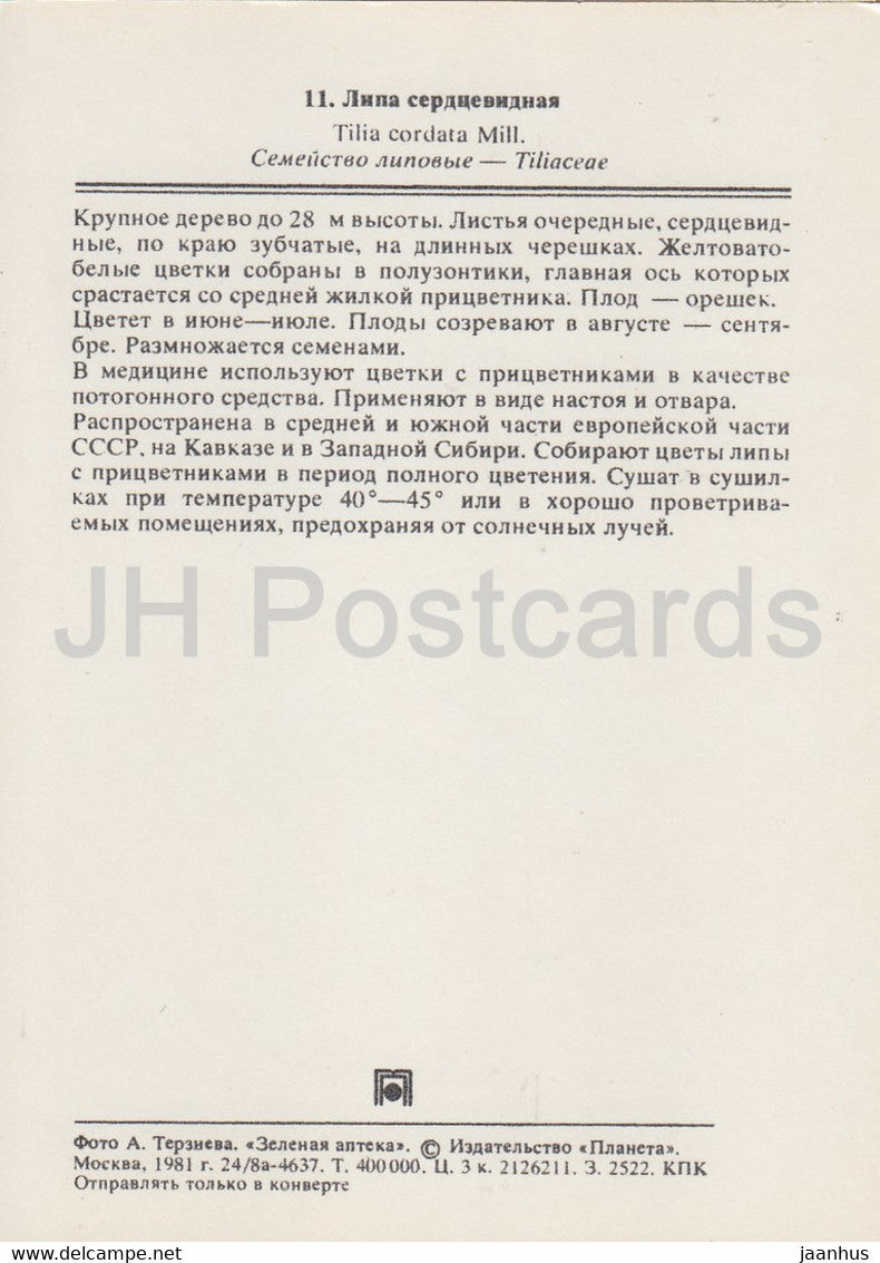 Littleleaf Linden - Tilia cordata - Heilpflanzen - 1981 - Russland UdSSR - unbenutzt
