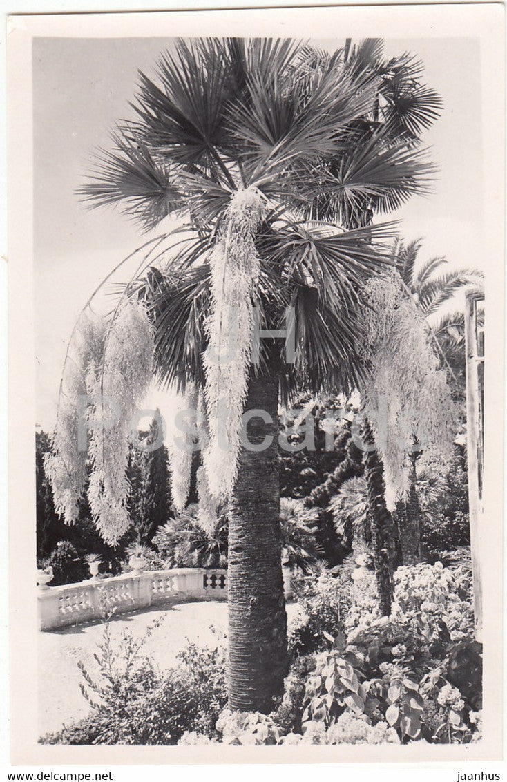Sochi - Dendrarium - Blue Palm - 1959 - Russia USSR - unused - JH Postcards