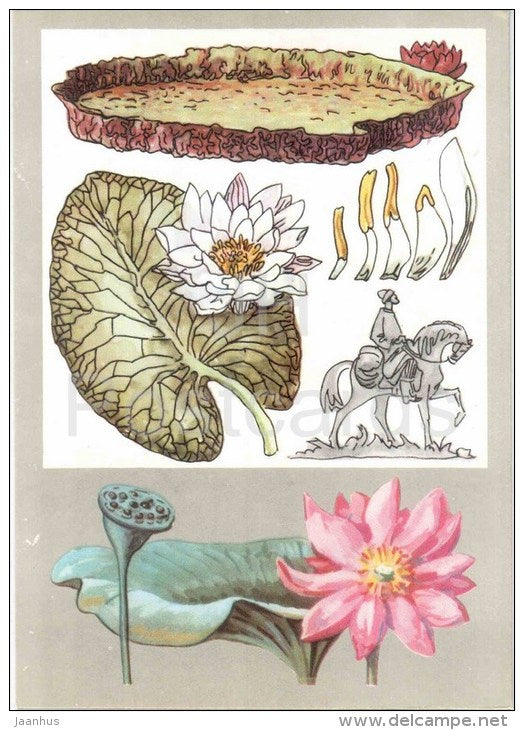 Pink Lotus - White Water Lily - Victoria Regia - family Nymphaeaceae - Amazing Plants - 1976 - Russia USSR - unused - JH Postcards