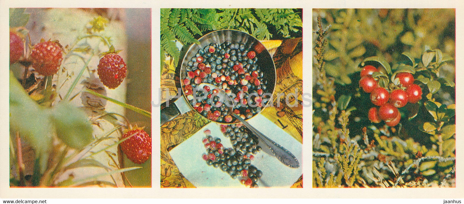 wild strawberry - blueberry - lingonberry- Forest Wealth - 1981 - Russia USSR - unused - JH Postcards