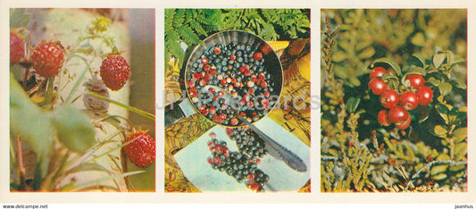 wild strawberry - blueberry - lingonberry- Forest Wealth - 1981 - Russia USSR - unused - JH Postcards