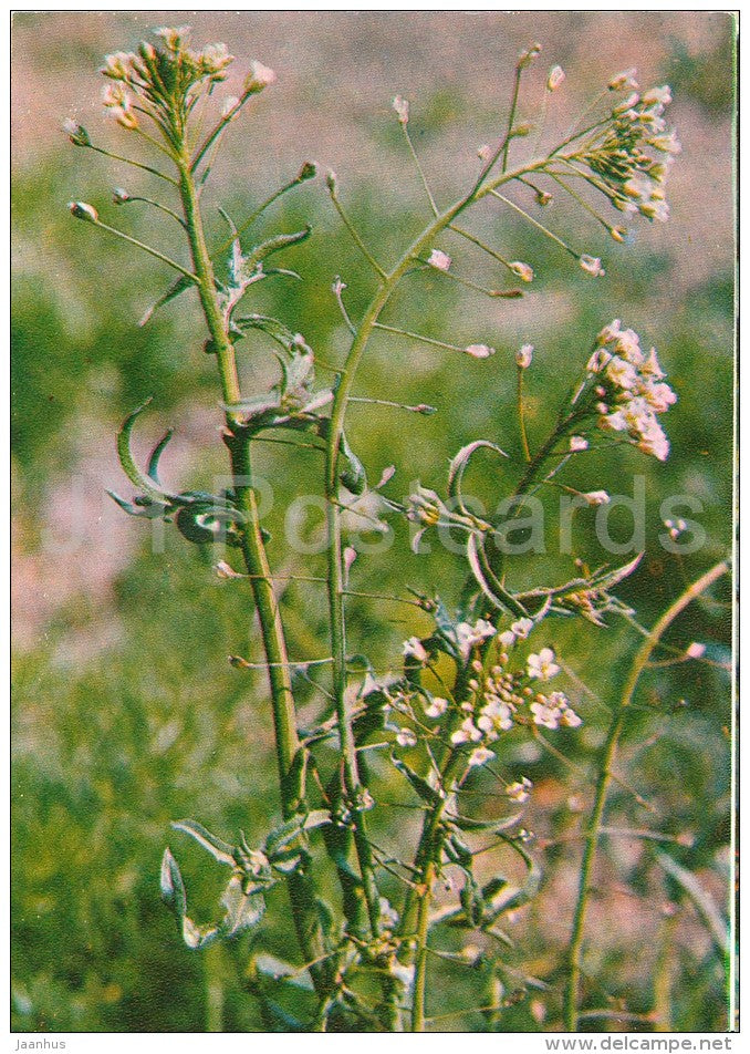 Shepherd's Purse - Capsella bursa-pastoris - Medicinal Plants - Herbs - 1980 - Russia USSR - unused - JH Postcards
