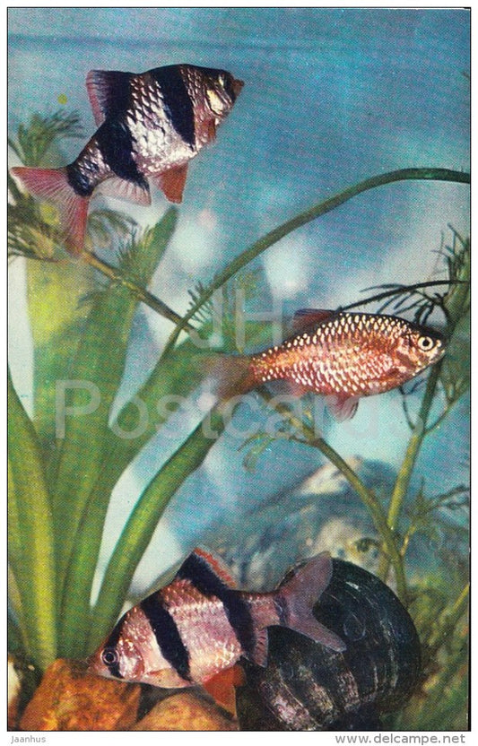 Tiger Barb - Aquarium Fish - Russia USSR - 1971 - unused - JH Postcards