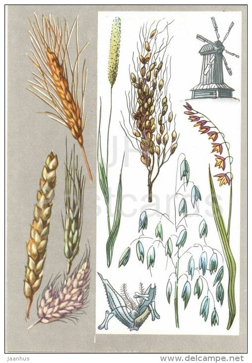 windmill - Rise - Wild emmer - Hulless - Wheat - Main Cereals - Amazing Plants - 1976 - Russia USSR - unused - JH Postcards