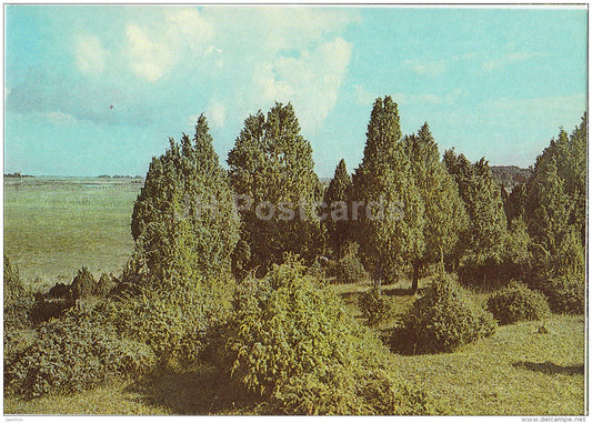 junipers on Reigi Peninsula - Hiiumaa island - 1990 - Estonia USSR - unused - JH Postcards
