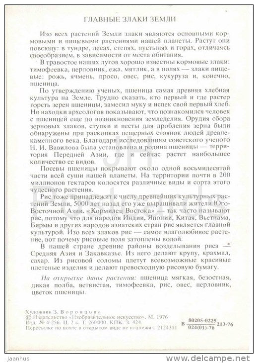windmill - Rise - Wild emmer - Hulless - Wheat - Main Cereals - Amazing Plants - 1976 - Russia USSR - unused - JH Postcards
