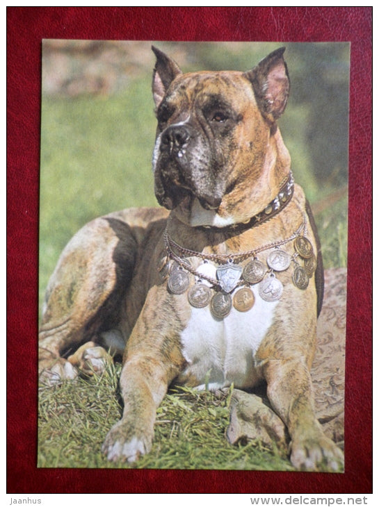 Boxer - dogs - 1981 - Estonia USSR - unused - JH Postcards