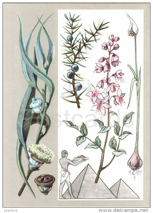 garlic - fraxinella - juniper - eucalyptus - Good Assistants - Amazing Plants - 1976 - Russia USSR - unused - JH Postcards