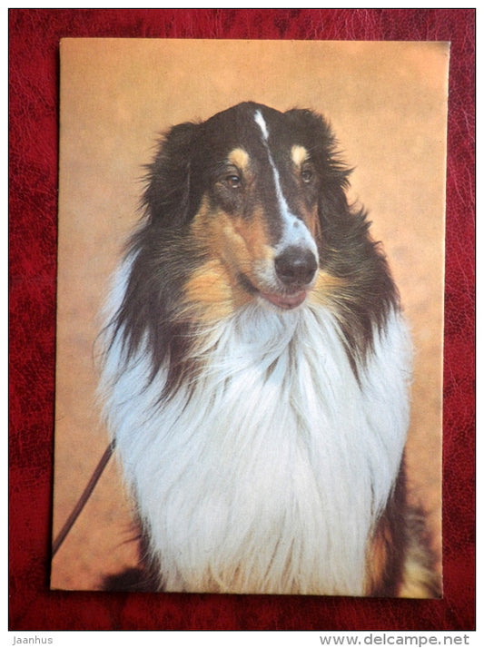 Scotch Collie - Scottish Shepherd - dogs - 1987 - Estonia - USSR - unused - JH Postcards
