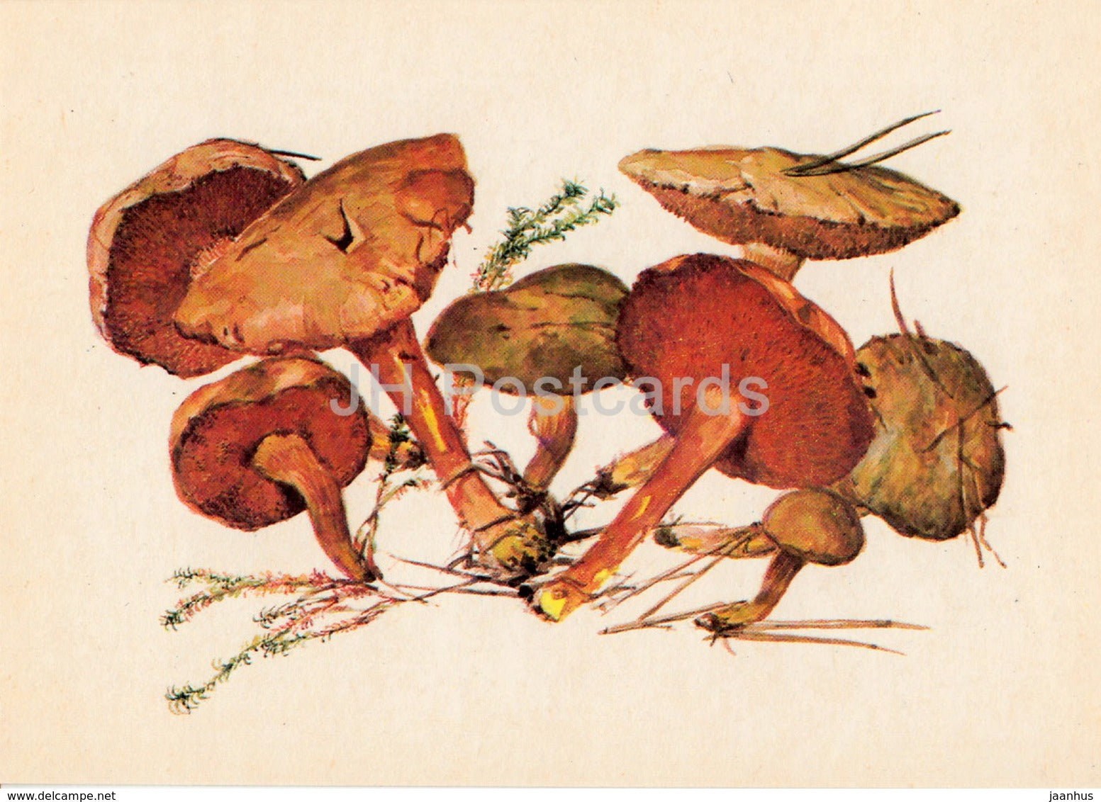 Peppery bolete - Chalciporus piperatus - illustration by A. Shipilenko - Mushrooms - 1976 - Russia USSR - unused - JH Postcards