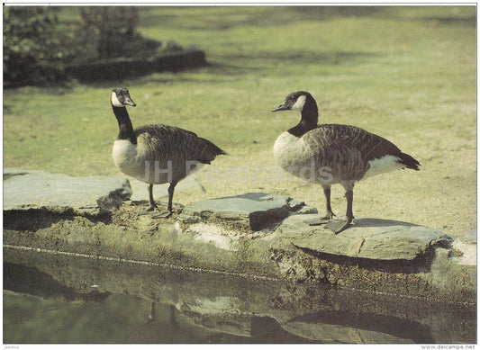 Canada goose - Branta canadensis - birds - Zoo - Czechoslovakia - unused - JH Postcards