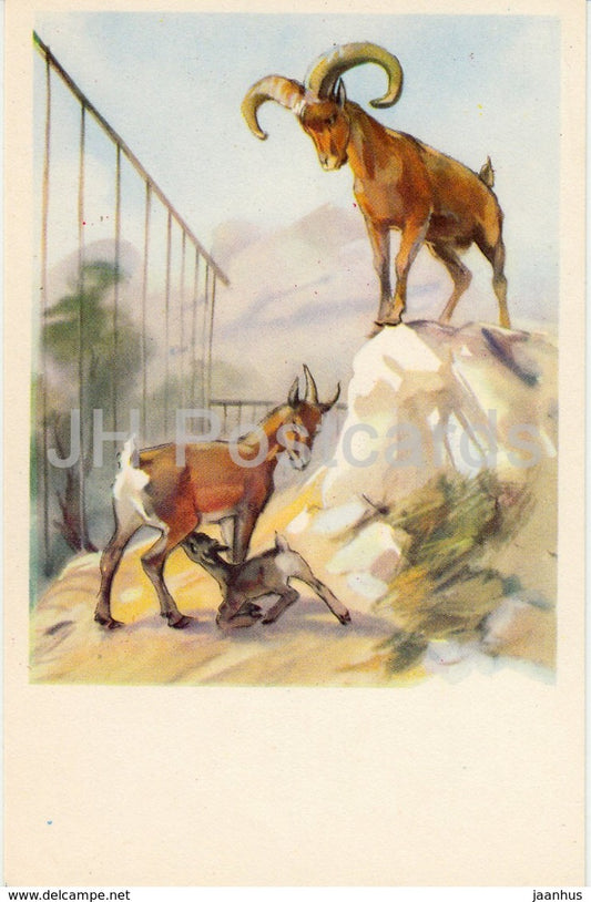 deer - goat - animals - illustration - 1969 - Russia USSR - unused - JH Postcards