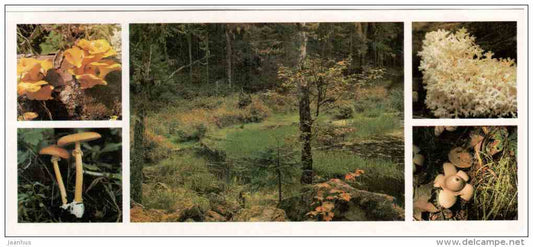 Golden oyster mushroom - Caesar´s Mushroom - Mushrooms - Sikhote-Alin Nature Reserve - 1987 - Russia USSR - unused - JH Postcards
