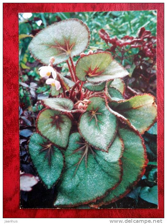 Painted-leaf Begonia - Begonia rex Putz - flowers - 1987 - Russia - USSR - unused - JH Postcards