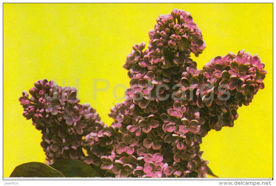 Leonid Leonov - Lilac - 1982 - Russia USSR - unused - JH Postcards
