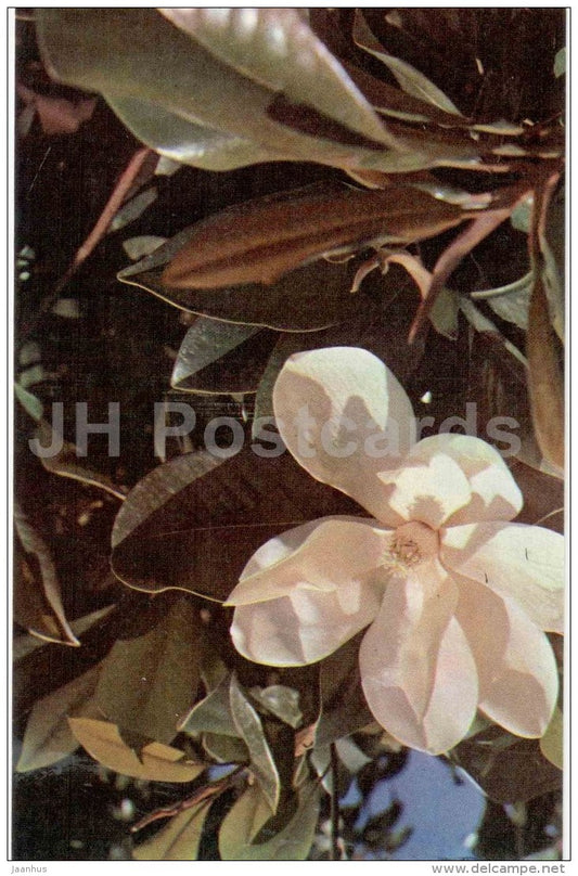 Southern magnolia - Magnolia grandiflora - Nikitsky Botanical Garden - Yalta - Crimea - 1972 - Ukraine USSR - unused - JH Postcards