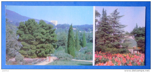 Montedor Park - Himalayan cedar , Cedrus deodara - Nikitsky Botanical Garden - 1981 - Ukraine USSR - unused - JH Postcards