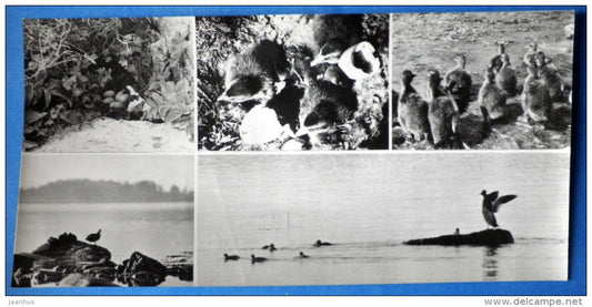 Eider on the islands of the White Sea - birds - Kandalaksha Nature Reserve - 1974 - Russia USSR - unused - JH Postcards