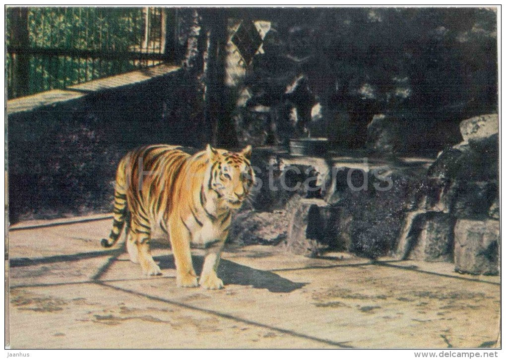 Tiger - Panthera tigris - animals - postcard on thin paper - Riga Zoo - Latvia USSR - unused - JH Postcards
