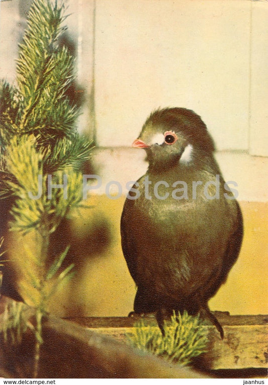 Guinea turaco - Tauraco persa - birds - Riga Zoo - old postcard - Latvia USSR - unused - JH Postcards