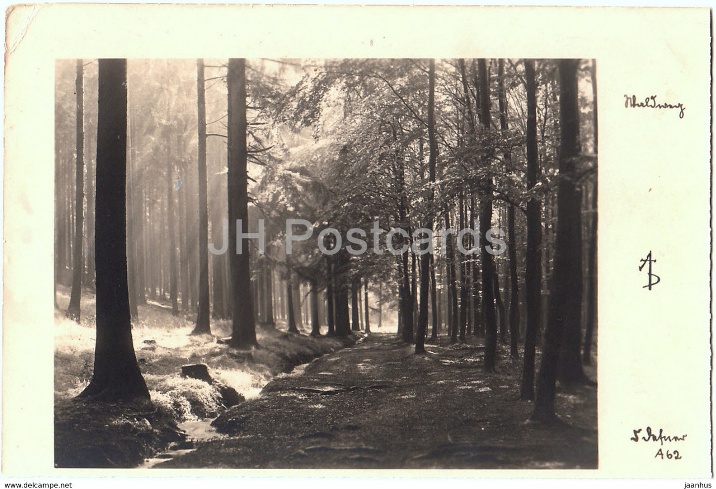 Waldweg - old postcard - 1955 - Germany - used - JH Postcards