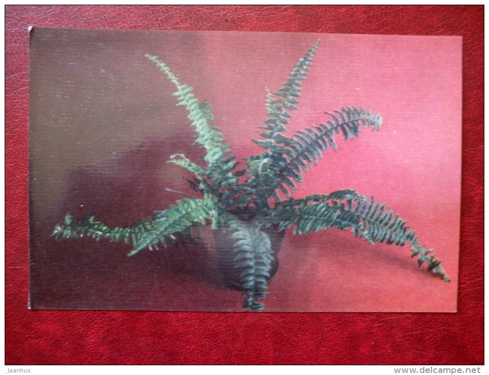 Decorative Deciduous Plants - Nephrolepis exaltata - The Sword Fern - 1986 - Russia USSR - unused - JH Postcards