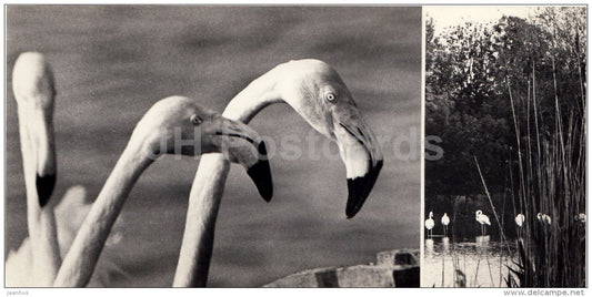 Flamingo - Askania-Nova Reserve - 1974 - Ukraine USSR - unused - JH Postcards