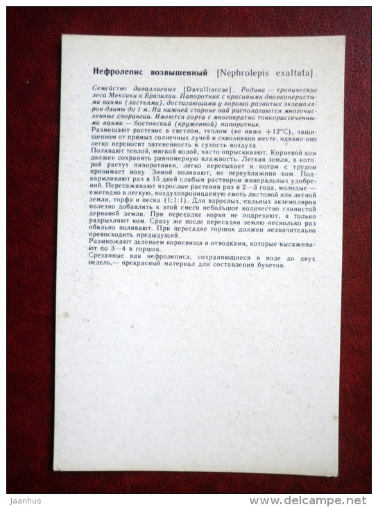 Decorative Deciduous Plants - Nephrolepis exaltata - The Sword Fern - 1986 - Russia USSR - unused - JH Postcards