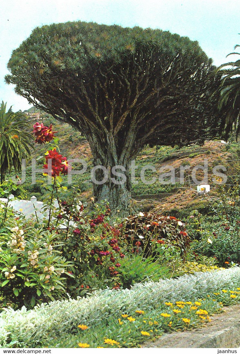 Icod - Tenerife - Drago milenario - Millenary drago tree - 2069 - Spain - unused - JH Postcards
