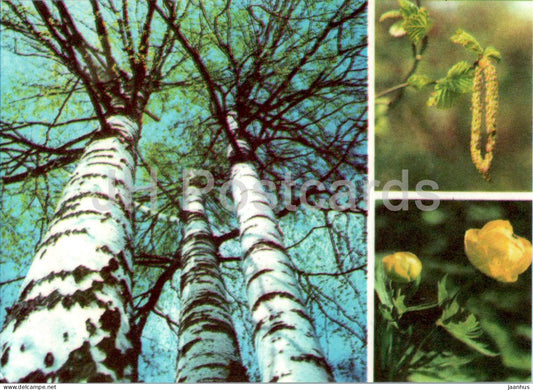 Globeflower - Trollius europaeus - Silver Birch - Betula pendula - plants - 1977 - Estonia USSR - unused - JH Postcards