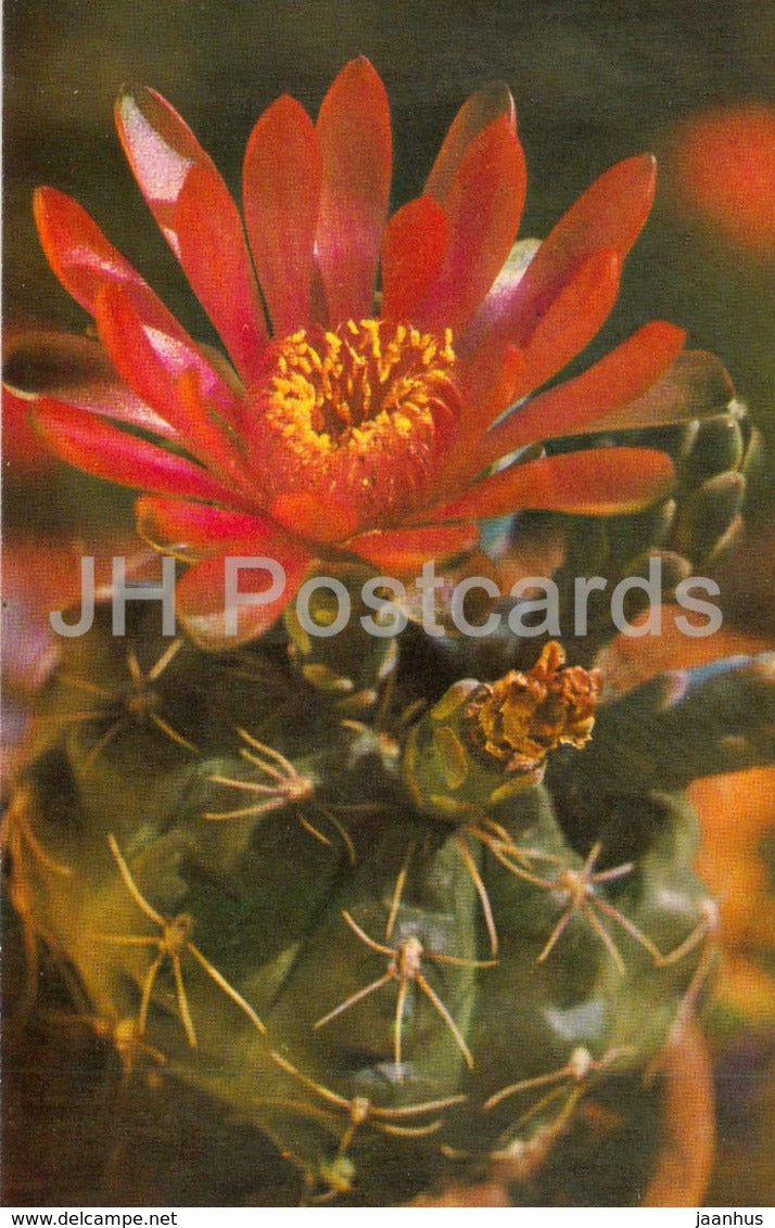 Spider Cactus - Gymnocalycium baldianum - cactus - flowers - 1974 - Russia USSR - unused - JH Postcards