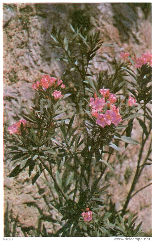 Fragrant Oleander - Nikitsky Botanical Garden - Yalta - Crimea - 1972 - Ukraine USSR - unused - JH Postcards