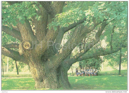 700 years old Oak tree - Zaporizhia - Zaporozhye - 1986 - Ukraine USSR - unused - JH Postcards