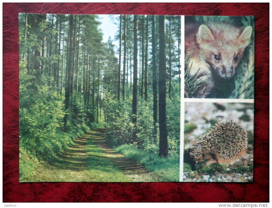 Estonian Nature - forest in summer, marten, hedgehog - USSR - 1977 - unused - JH Postcards
