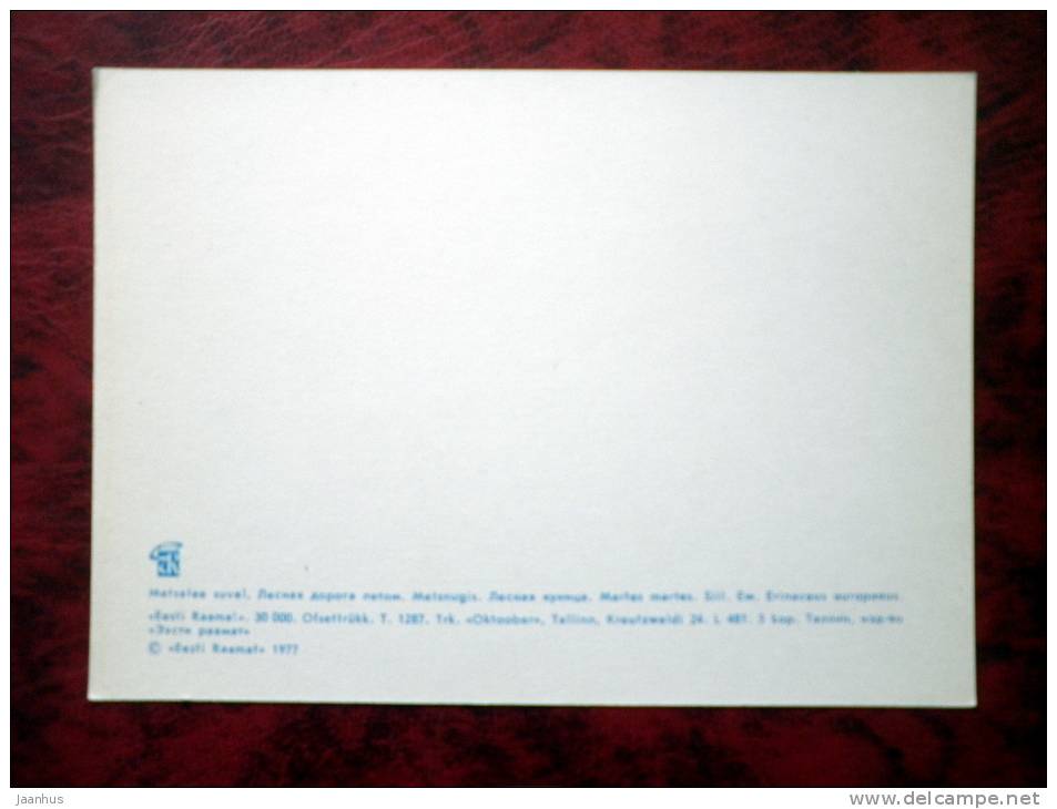 Estonian Nature - forest in summer, marten, hedgehog - USSR - 1977 - unused - JH Postcards