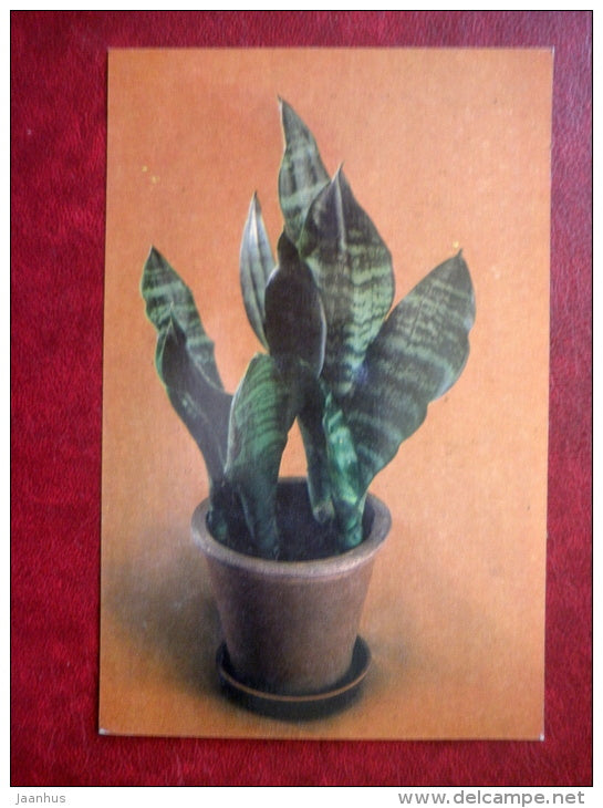Decorative Deciduous Plants - Sansevieria trifasciata - Snake plant - 1986 - Russia USSR - unused - JH Postcards