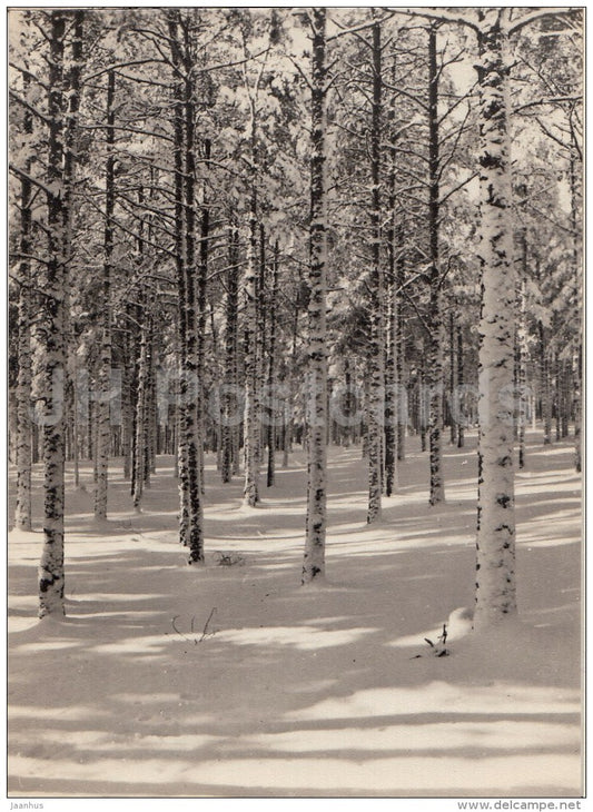 Winter Forest - 1973 - Estonia USSR - used - JH Postcards