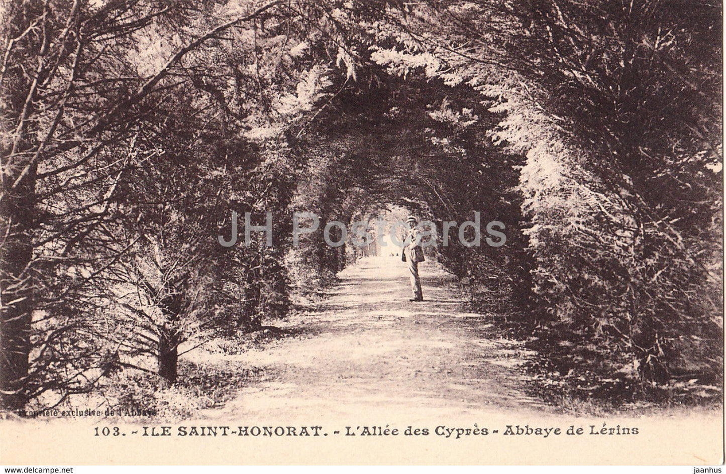 Cannes - Ile Saint Honorat - L'Allee des Cypres - Abbaye de Lerins - 103 - old postcard - France - unused - JH Postcards