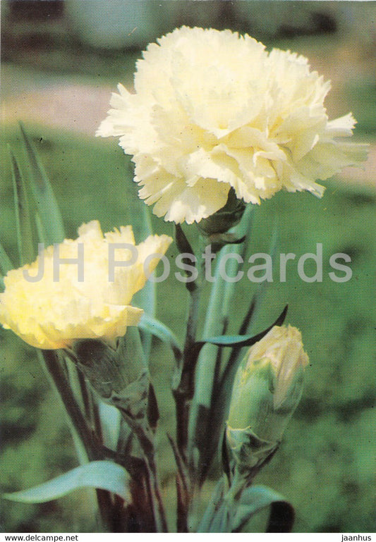 White Carnation - flowers - plants - Bulgaria - unused - JH Postcards