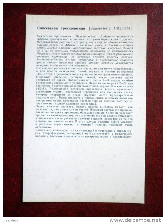 Decorative Deciduous Plants - Sansevieria trifasciata - Snake plant - 1986 - Russia USSR - unused - JH Postcards