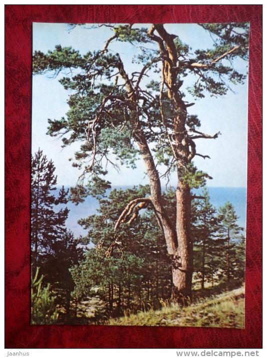 Lake Peipsi - Estonian lakes - pine tree - 1979 - Estonia - USSR - unused - JH Postcards