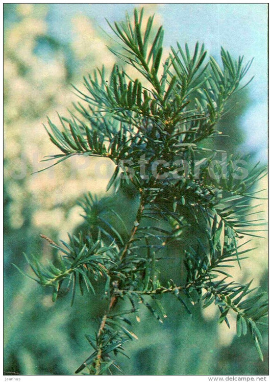 English Yew - Taxus baccata - Endangered Plants of USSR - nature - 1981 - Russia USSR - unused - JH Postcards