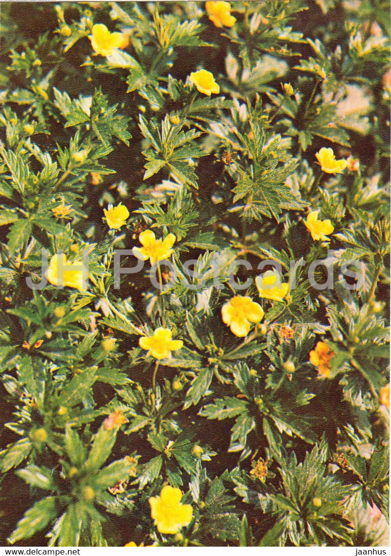 Tormentil - Potentilla erecta - Medicinal Plants - 1981 - Russia USSR - unused - JH Postcards
